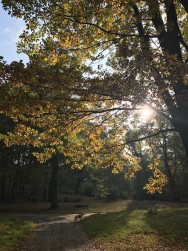 Sonne im Wald